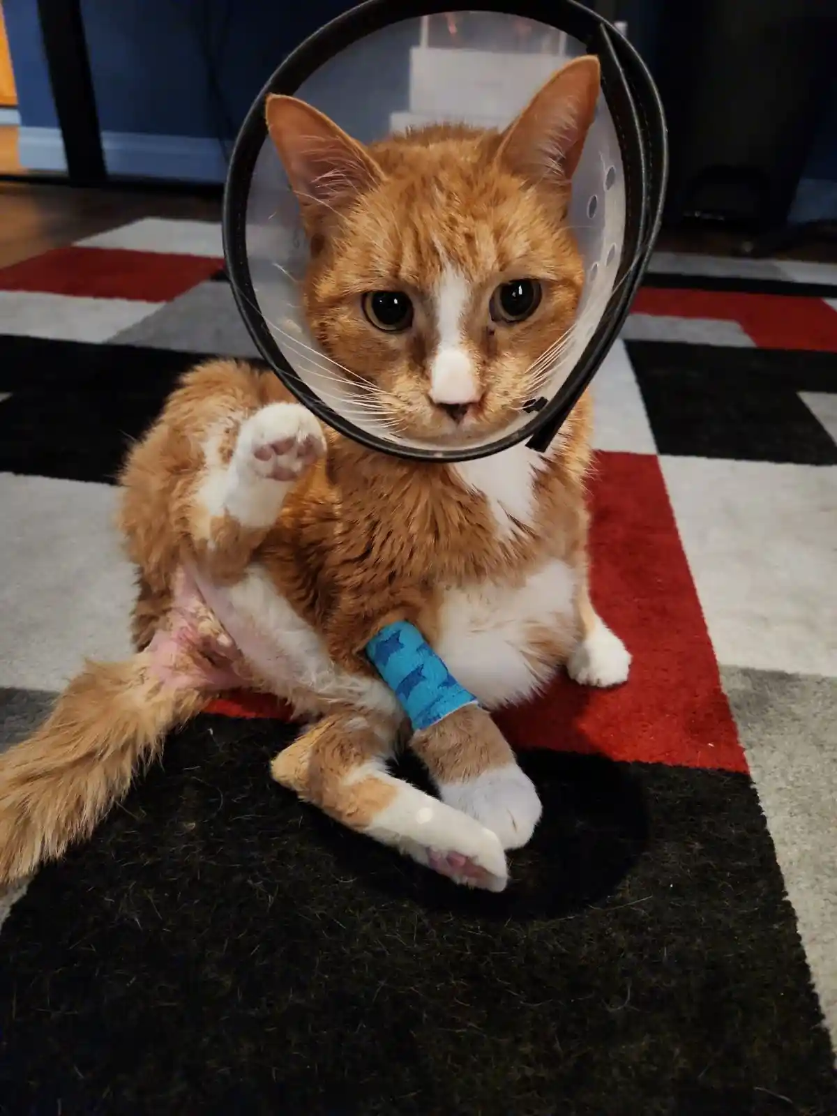 An orange and white cat wearing a clear plastic cone collar and a blue cast on its front paw sits on a red, black, and white…