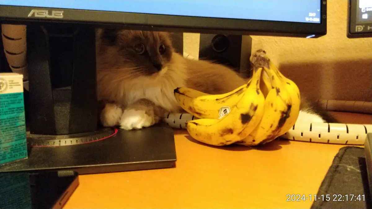 Caturday: The Ultimate Size Reference