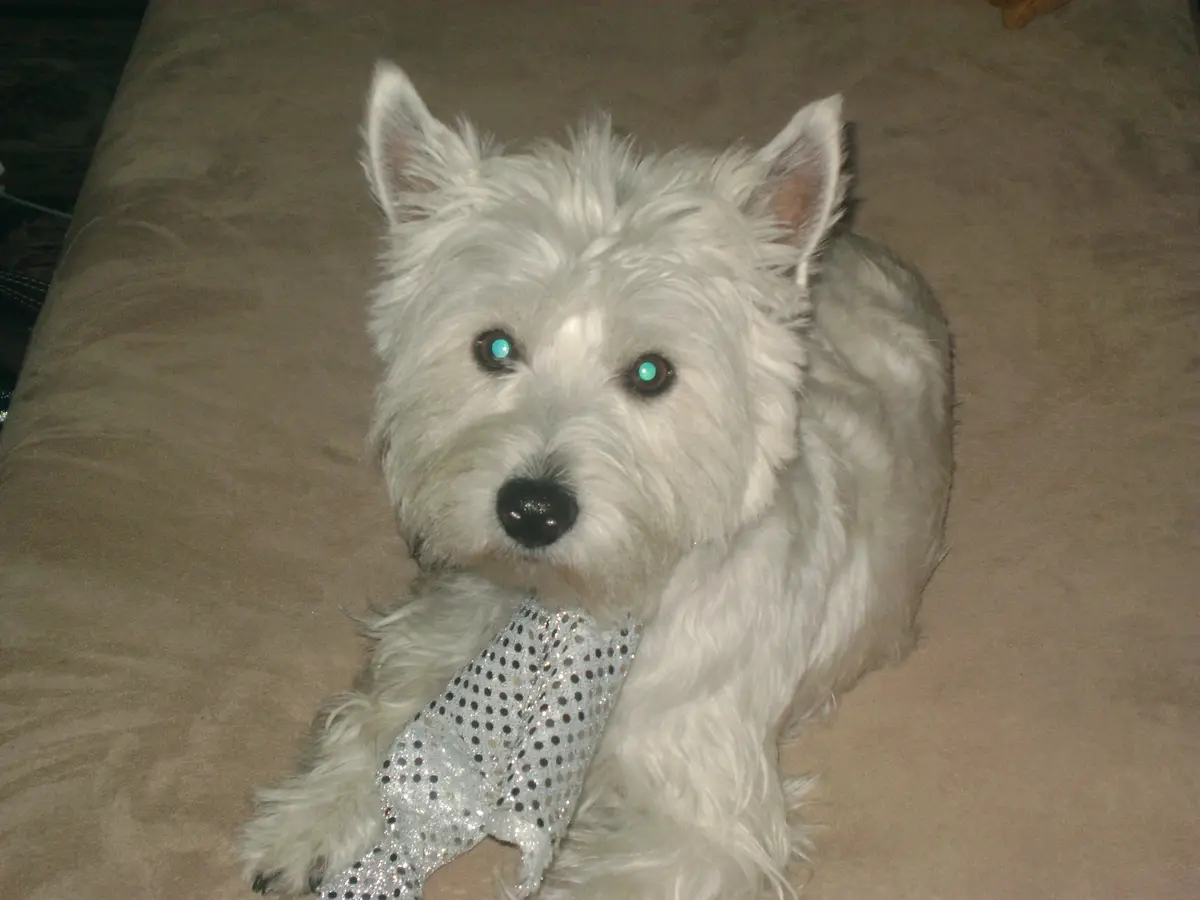 A white West Highland Terrier with glowing green eyes sits on a brown couch, wearing a sparkly silver polka-dot tie. The…