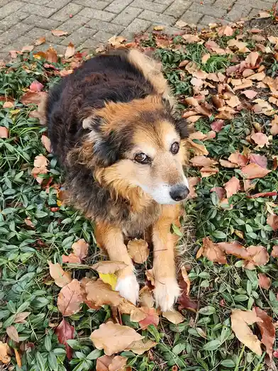 Peanut the dog: A daily dose of cuteness - Day 1561