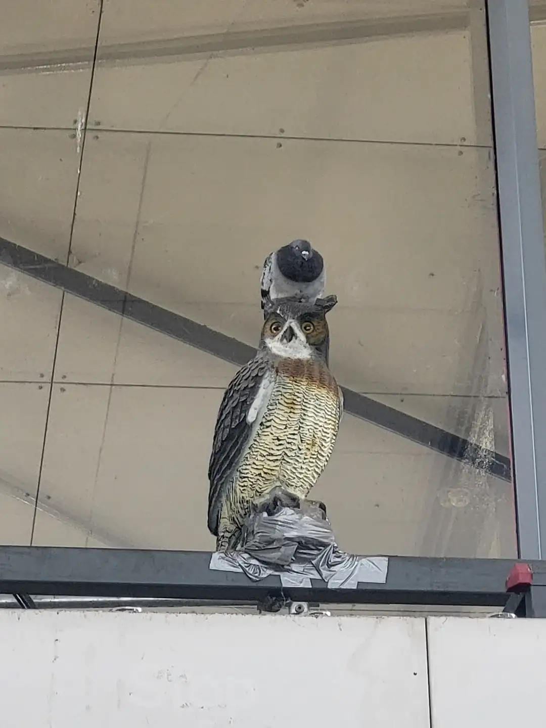 A realistic owl decoy is mounted on a metal frame outside a building, with a pigeon perched directly on top of its head. The…