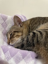 a tabby cat with brown and black stripes is sleeping peacefully on a purple and white checkered blanket. The cat's eyes are…