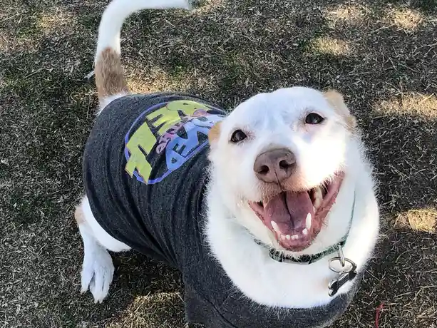 A white dog with tan markings on its tail and ears is wearing a dark gray t-shirt with a colorful graphic on its back…