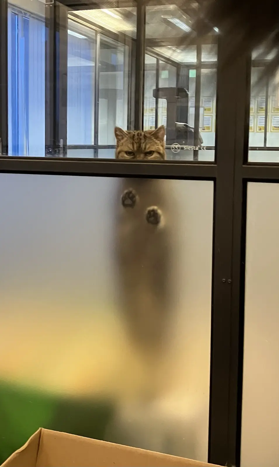 A tabby cat peers over the top of a frosted glass office partition, its paws pressed against the glass below. The cat's…