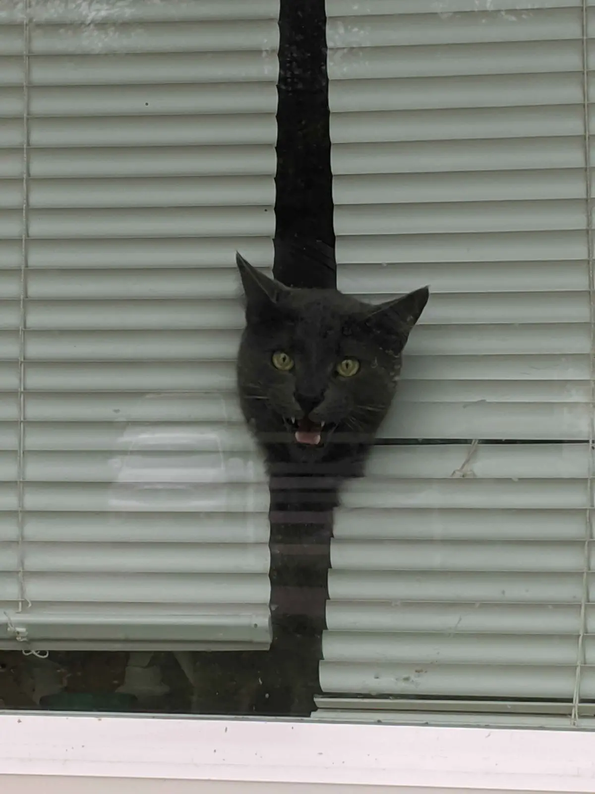 A black cat with yellow eyes peers through a narrow gap in white horizontal blinds, its mouth open showing teeth and tongue…