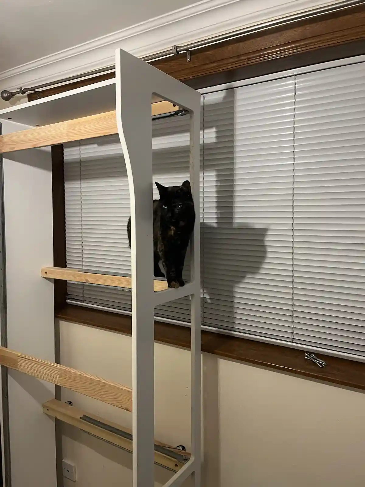 Flat-Pack Furniture Adventures: Cat Edition