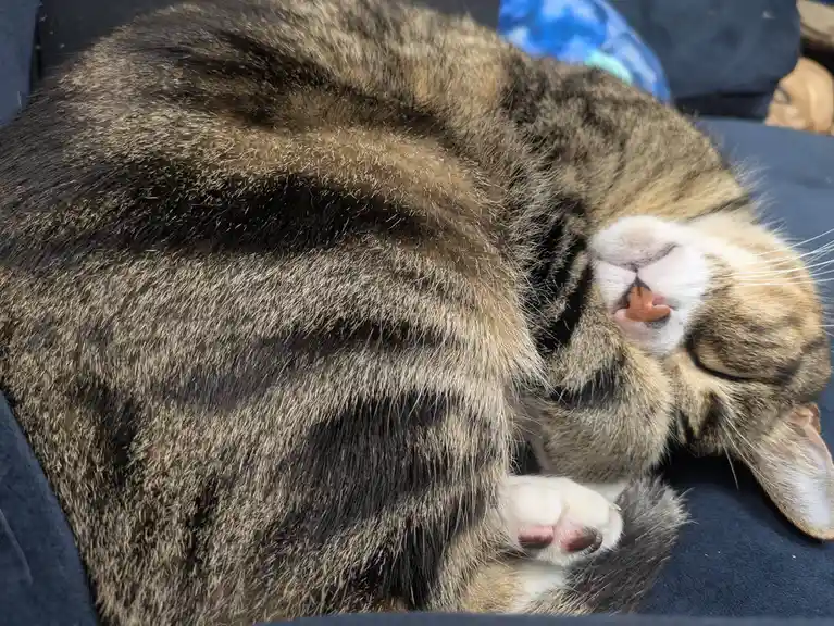 A tabby cat with brown, black, and white fur is curled up tightly on a dark blue fabric surface, appearing to be asleep with…