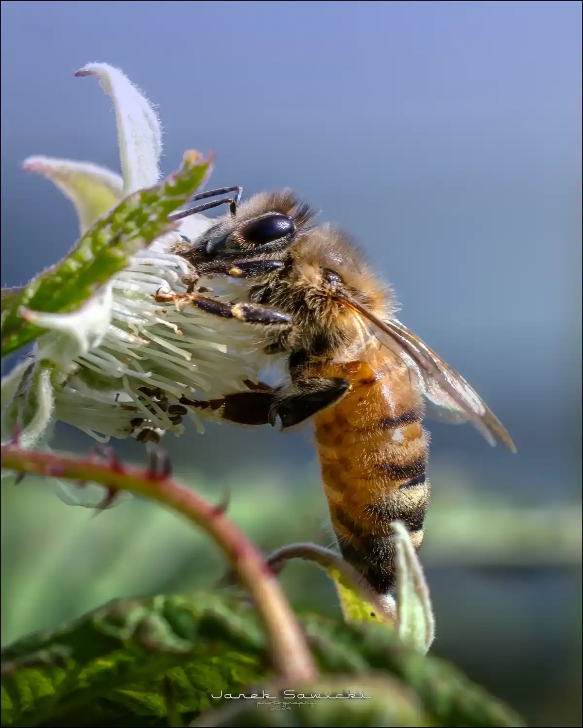 A close-up photograph shows a fuzzy honeybee clinging to a white, fluffy flower with green leaves and stems. The bee's body…