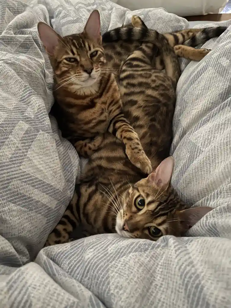 Two Bengal cats are nestled together under a gray and white patterned blanket. One cat lies on its back with a relaxed…