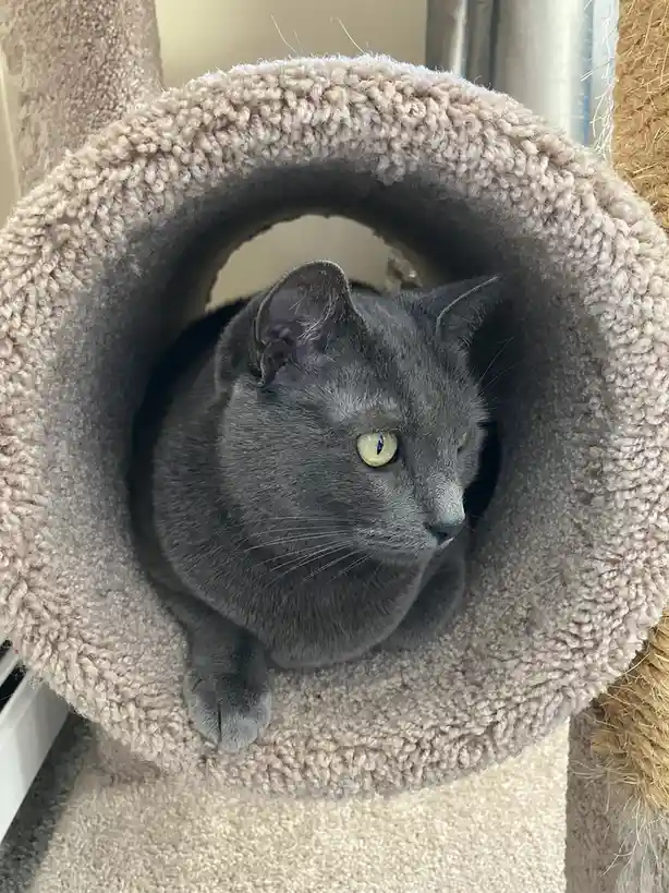 A gray cat with bright green eyes is sitting inside a circular, beige, knitted cat tunnel on a cat tree. The cat is looking…