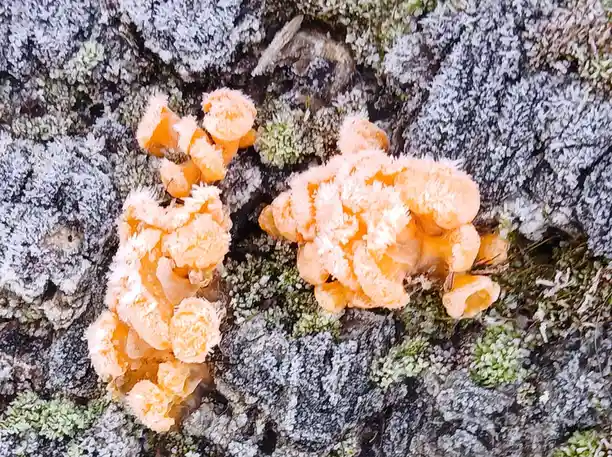 A close-up photo shows two clusters of bright orange, coral-like fungi growing on a lichen-covered tree bark, both covered…