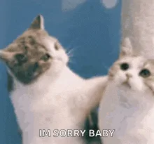Adorable Cat Apologies: A Heartwarming Moment