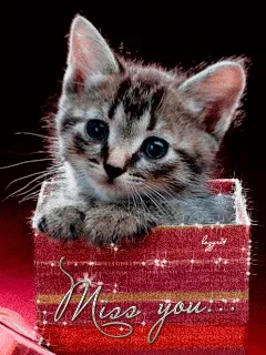Six identical images show a small tabby kitten with large blue eyes peeking over the edge of a red, glittery box that has…