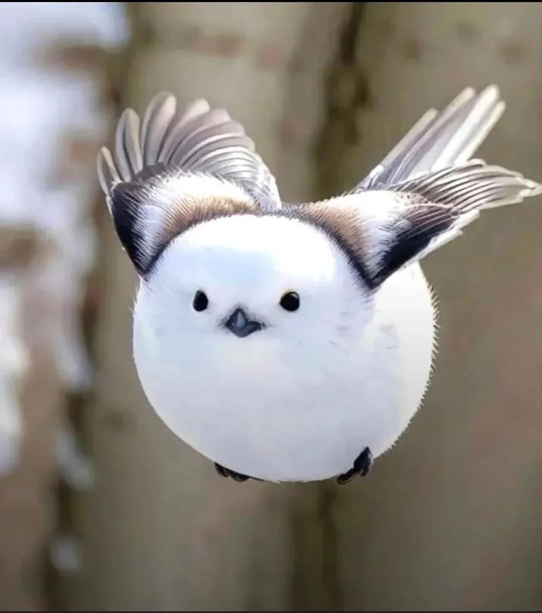 A small, round, white bird with black-tipped wings and a black beak is captured mid-flight, looking directly at the camera…