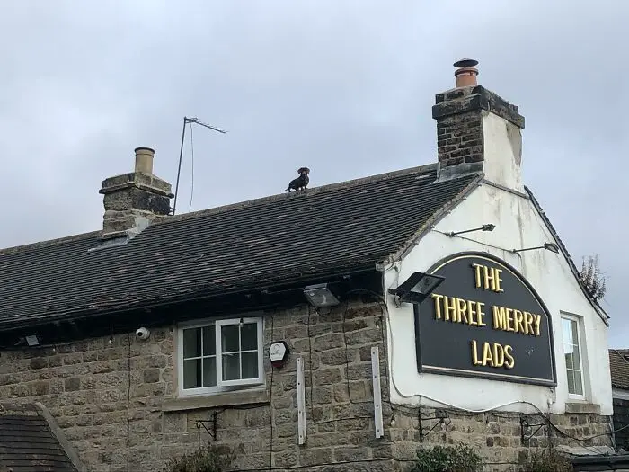 Dog Spotted on a Pub Roof: The Ultimate Chill Spot