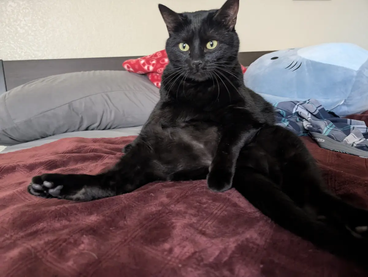 Cosmo Living His Best Life, No Doubt