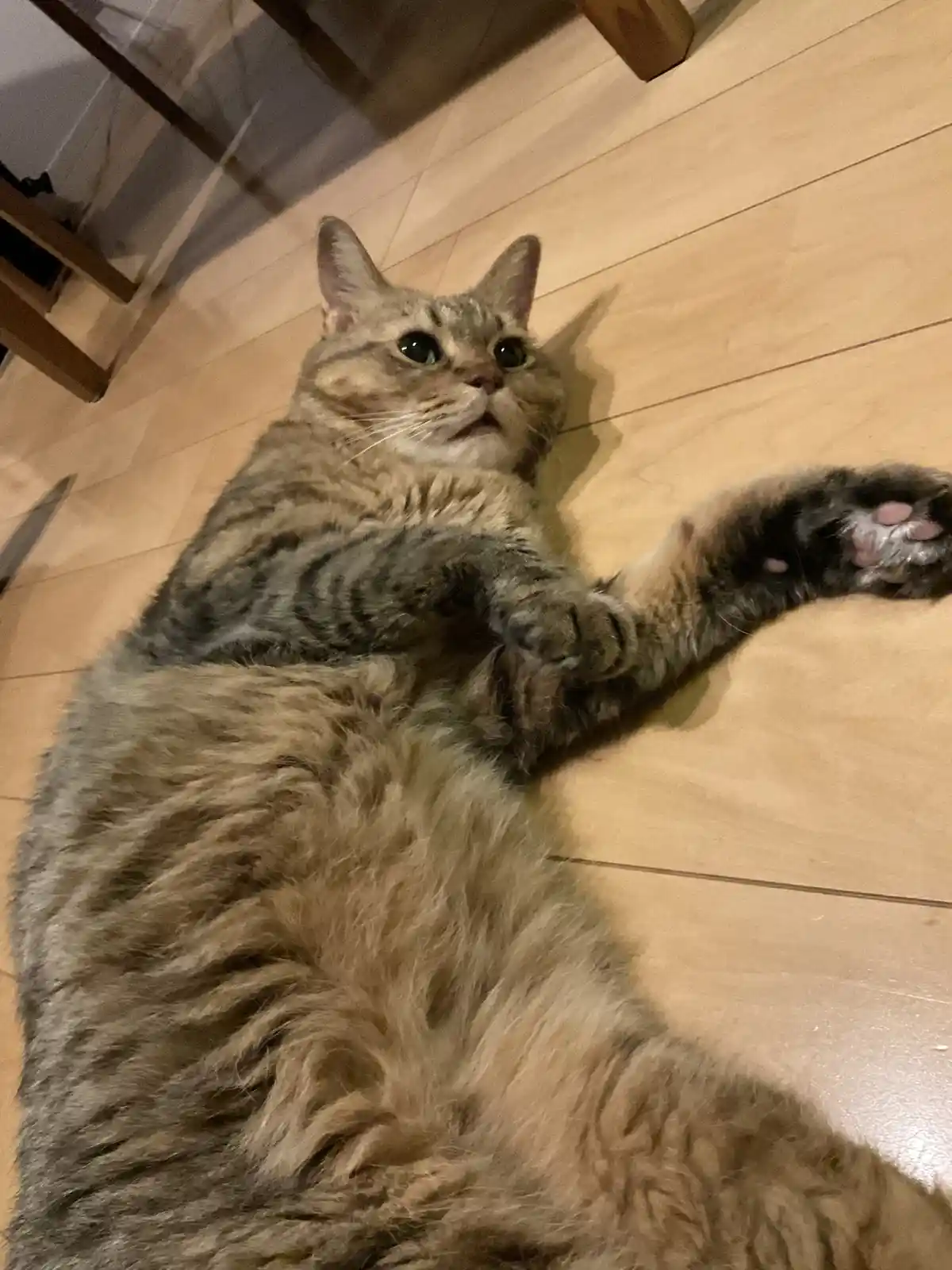 A tabby cat lies on its back on a light wood floor, looking up with wide, innocent eyes while one paw is raised. The…