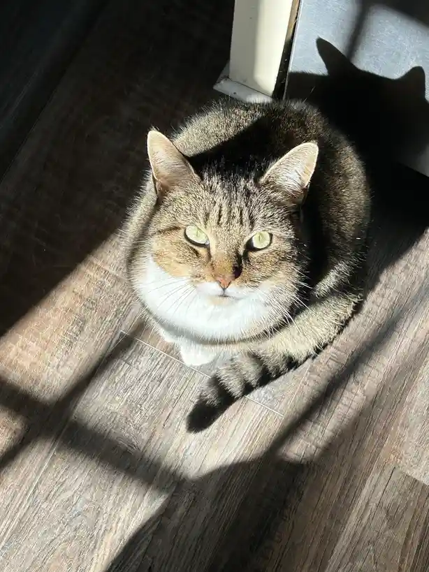A tabby cat with a white chest sits curled up on a wooden floor in a patch of sunlight, looking directly at the camera with…