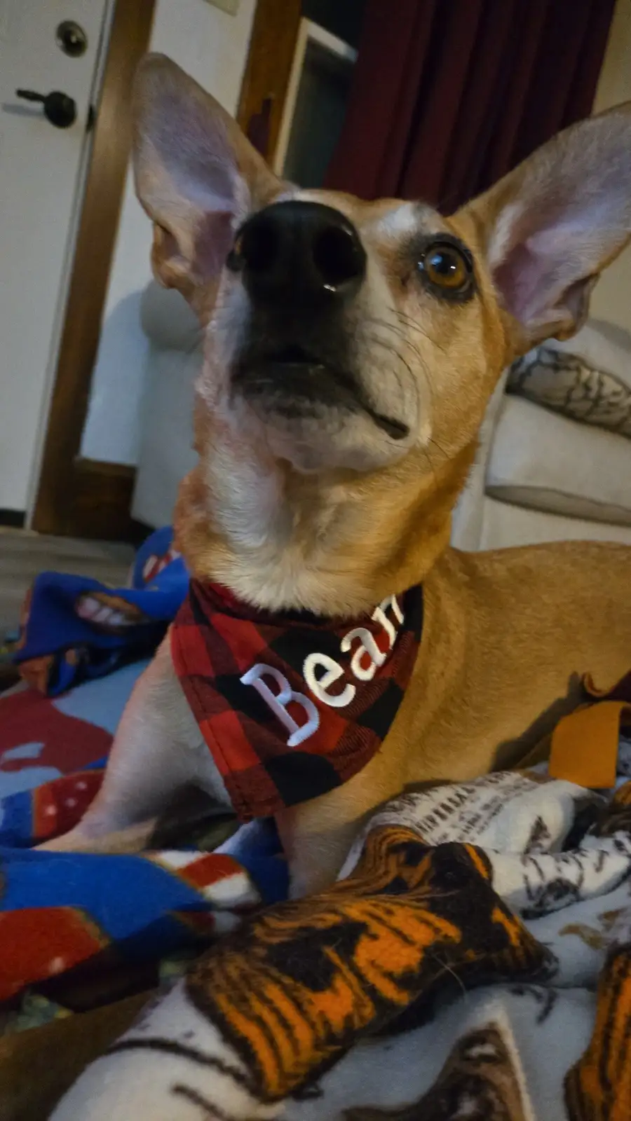 A tan and white dog with large ears and wide, startled eyes looks upward while wearing a red and black plaid bandana with…