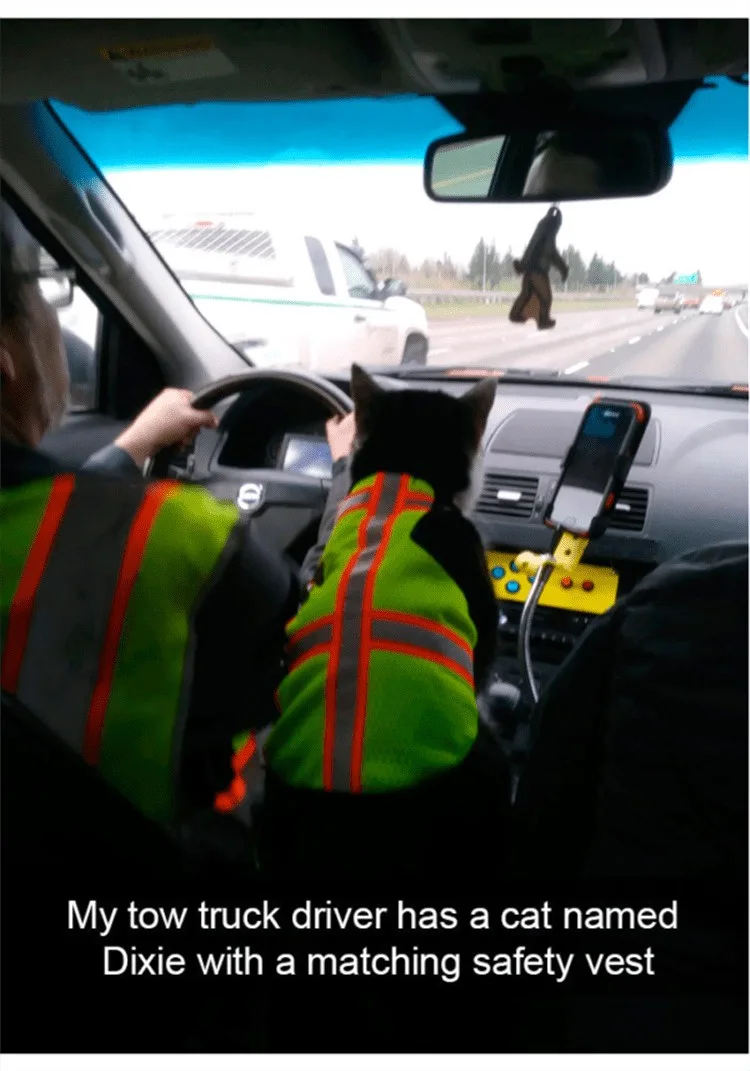 A black cat wearing a bright green and orange reflective safety vest sits in the passenger seat of a tow truck, facing…