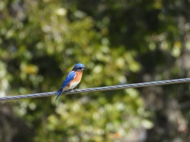 A small blue bird with orange breast and white belly perched on a thick metal wire against a blurred green foliage…