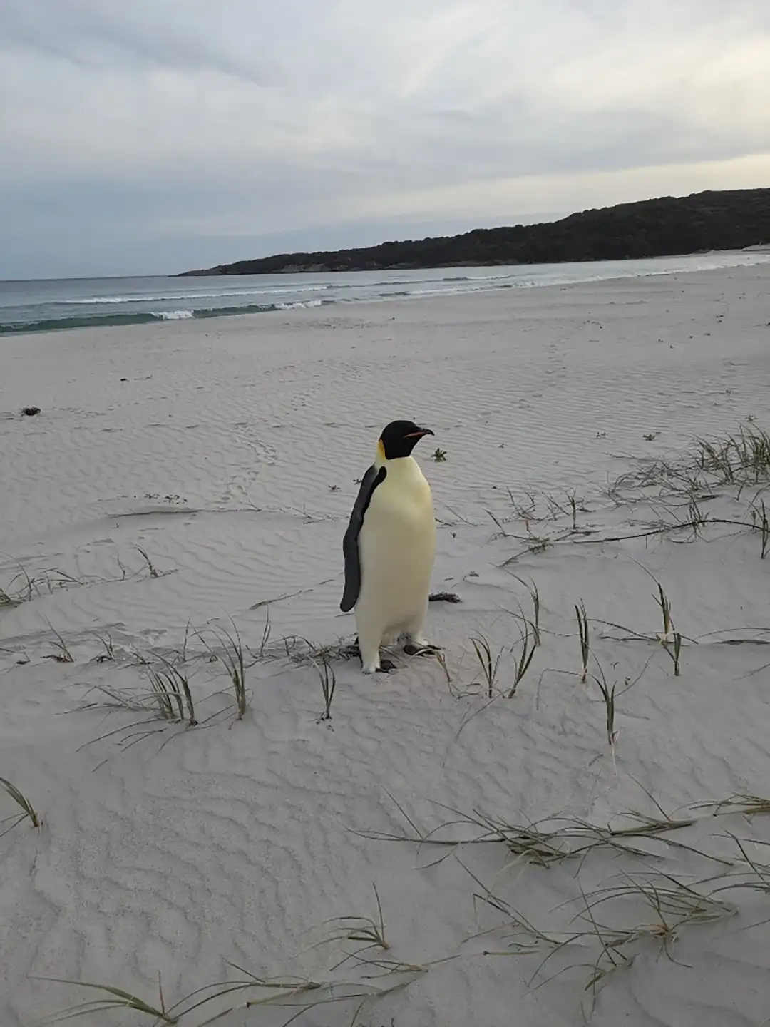 Meet Gus: The First Emperor Penguin to Reach Australia, Spotted on a Tourist Beach