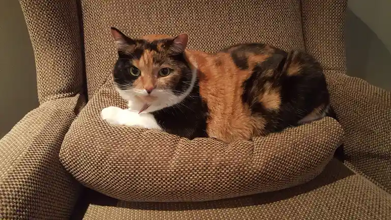 A calico cat with black, orange, and white fur is lounging in the arm of a brown textured armchair, looking directly at the…
