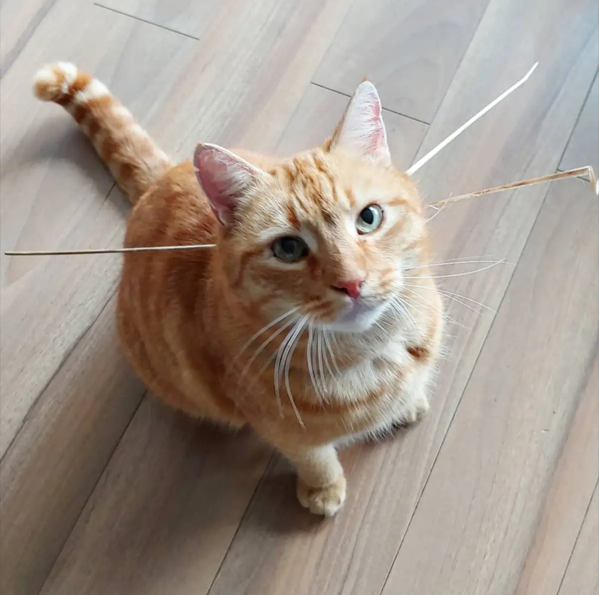 An orange tabby cat sits on a wooden floor looking up, with two long, thin sticks digitally added to appear as extra…