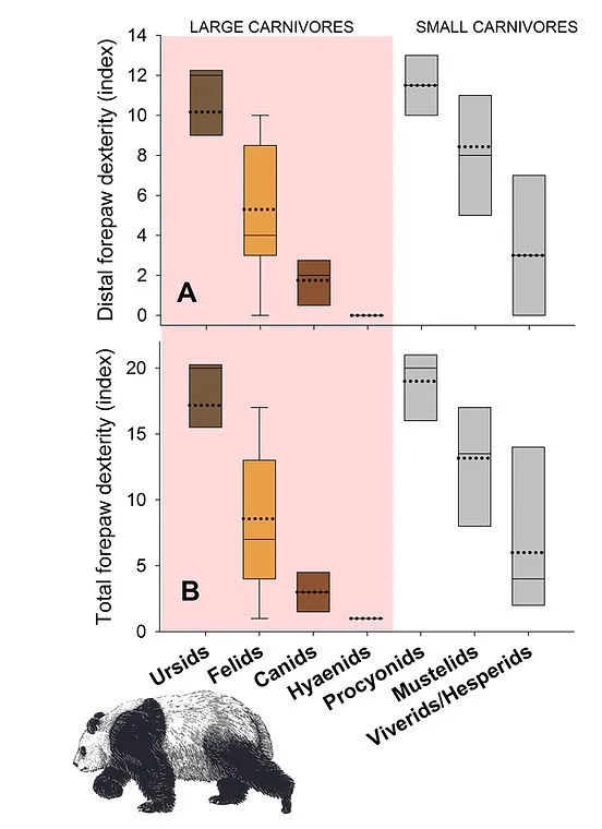 A scientific bar chart comparing dexterity indices of large and small carnivores, with box plots for distal and total…