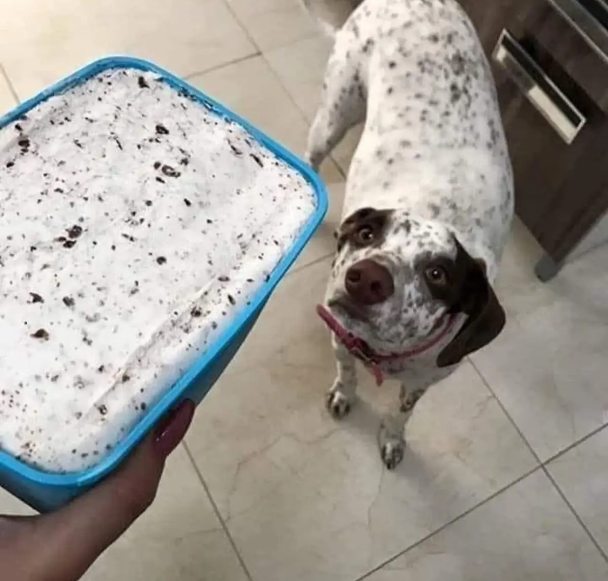A person holds a blue container of mostly eaten ice cream with chocolate chunks, while a white dog with brown spots and a…