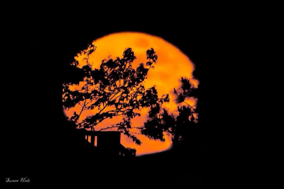 A large, orange-hued moon is visible through silhouetted tree branches and a building against a black sky. The overlaid text…