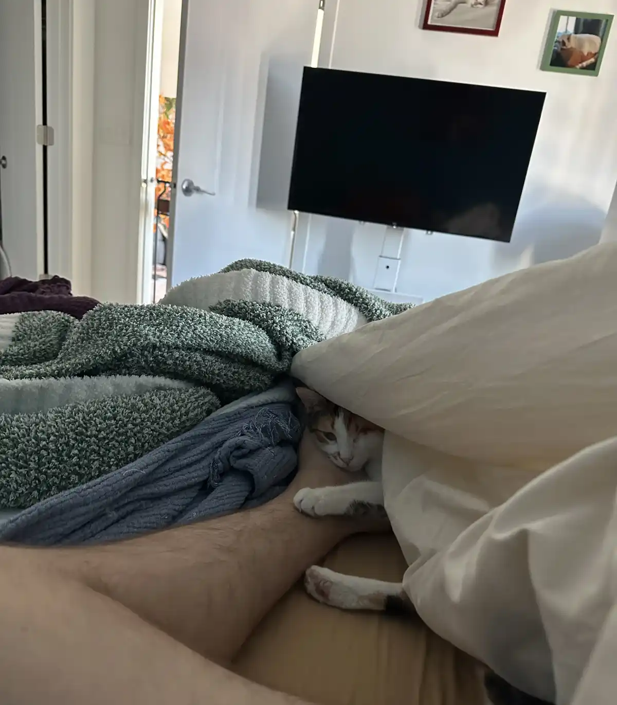 A calico cat peeks out from under a white blanket on a bed, nestled beside a person's leg, with a TV and framed pictures…