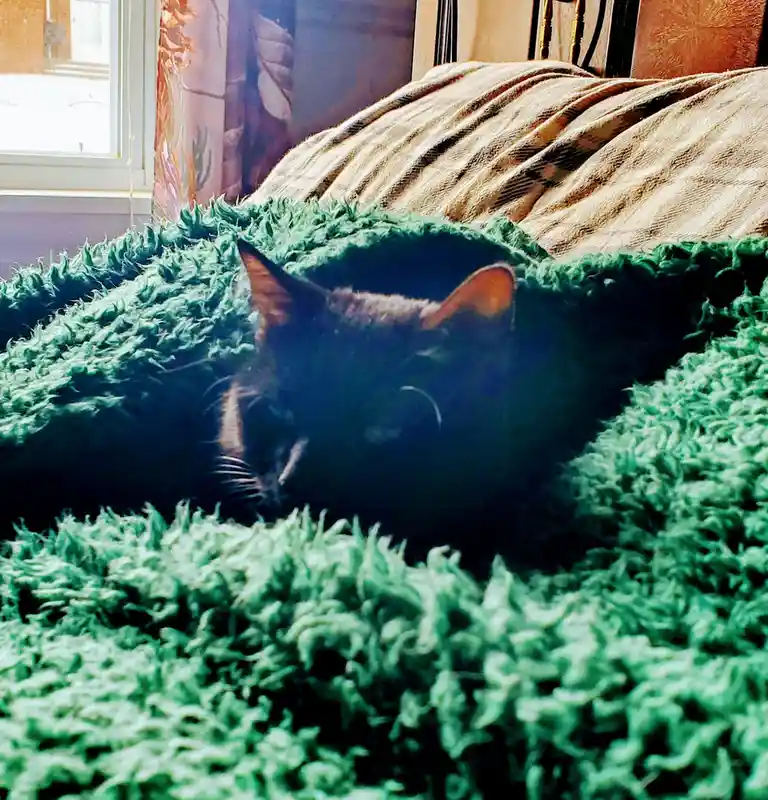 Raven Wishes You a Happy Caturday!