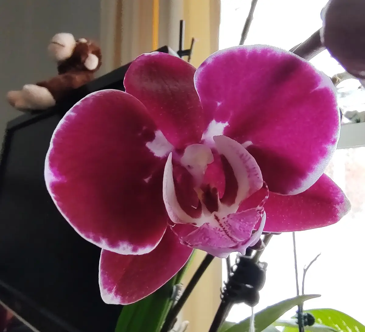 Today's Stunning Orchid Showcase - 01092025