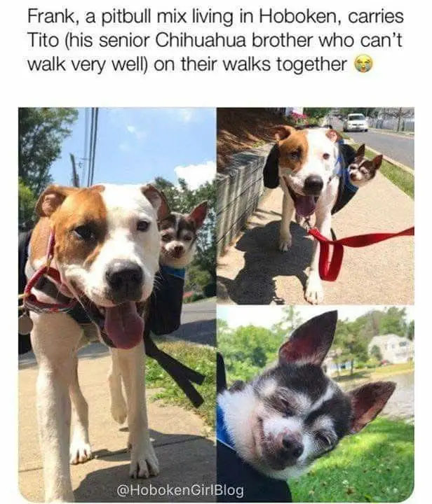 A collage of three photos shows a large pitbull mix named Frank carrying a small, elderly Chihuahua named Tito in a…