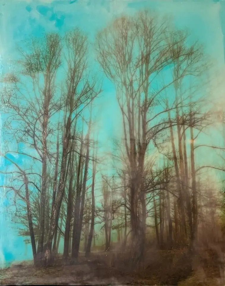Nature's beauty: A tribute to trees.