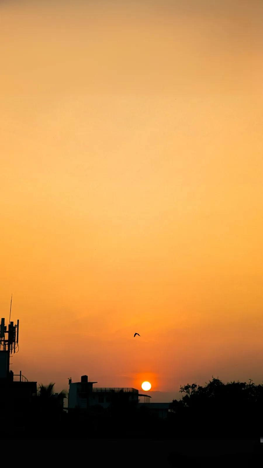 A serene sunset photo shows a bright orange sun near the horizon, silhouetting buildings, trees, and a single bird in flight…