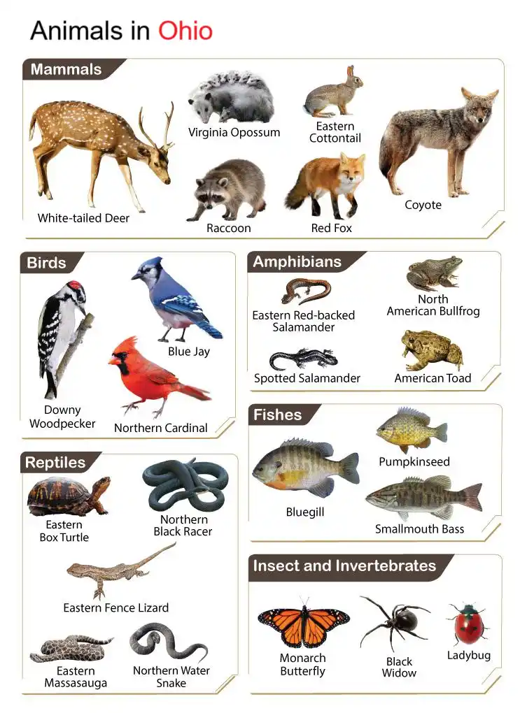 An infographic titled 'Animals in Ohio' displays various native species categorized into mammals, birds, amphibians, fishes…
