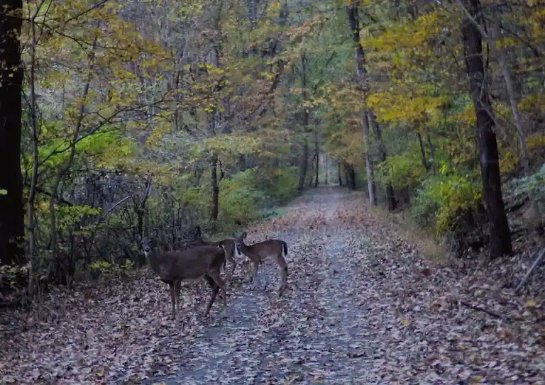 Three deer stand on a leaf-covered dirt path in a forest with autumn foliage; one deer faces the camera while two others are…