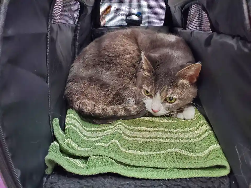 A gray and white cat with green eyes is curled up inside a black pet carrier, resting on a green and white striped towel…