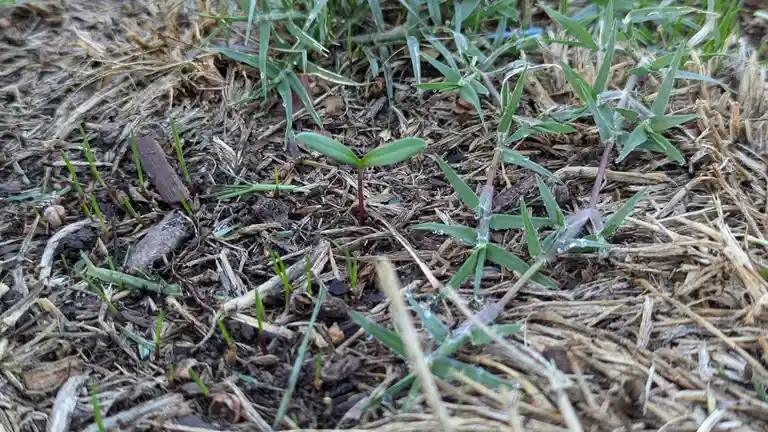What's Sprouting Alongside My Fresh Grass?