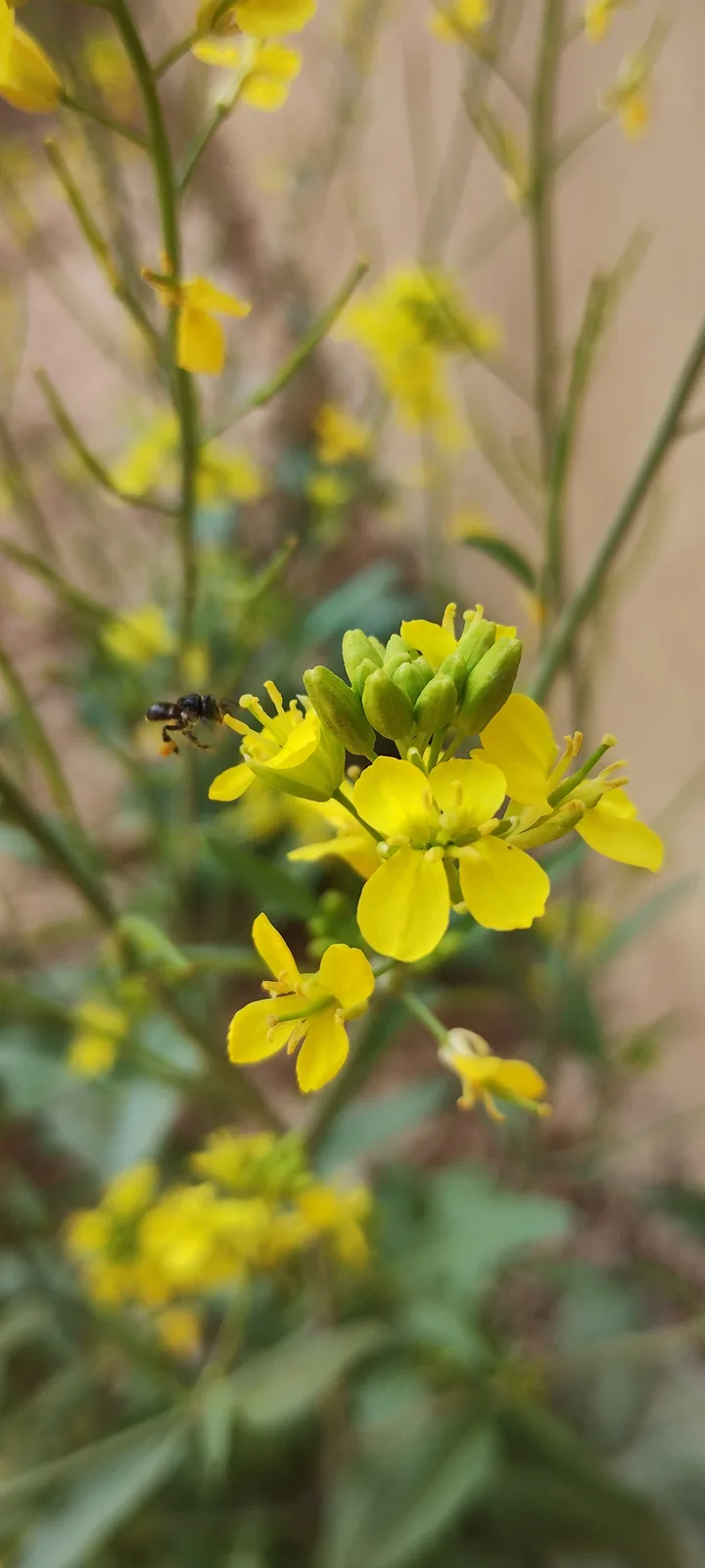 A close-up photo shows a small bee hovering near bright yellow flowers with green stems and buds, set against a blurred…