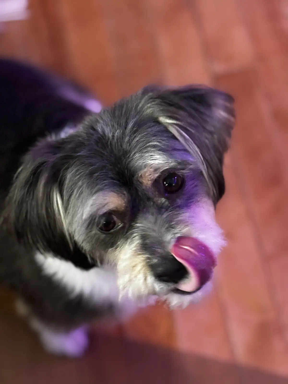 A close-up, high-angle photo of a small dog with black, gray, and white fur looking up at the camera while licking its nose…