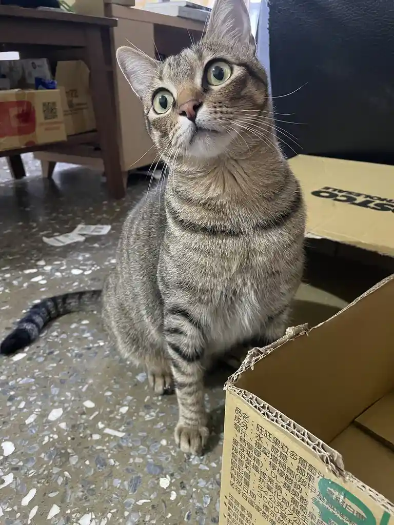 A tabby cat with wide, startled eyes sits upright on a speckled floor next to an open cardboard box, looking upward with an…