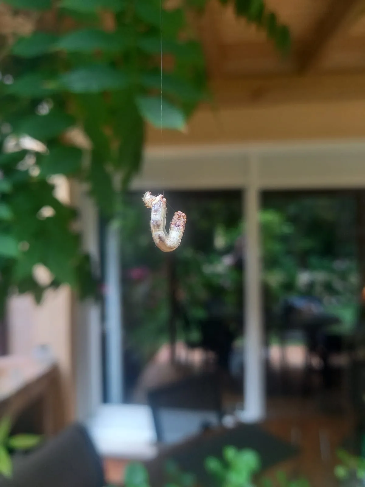 A pale, segmented caterpillar hangs upside down from a thin thread, curled into a U-shape, against a blurred background of…