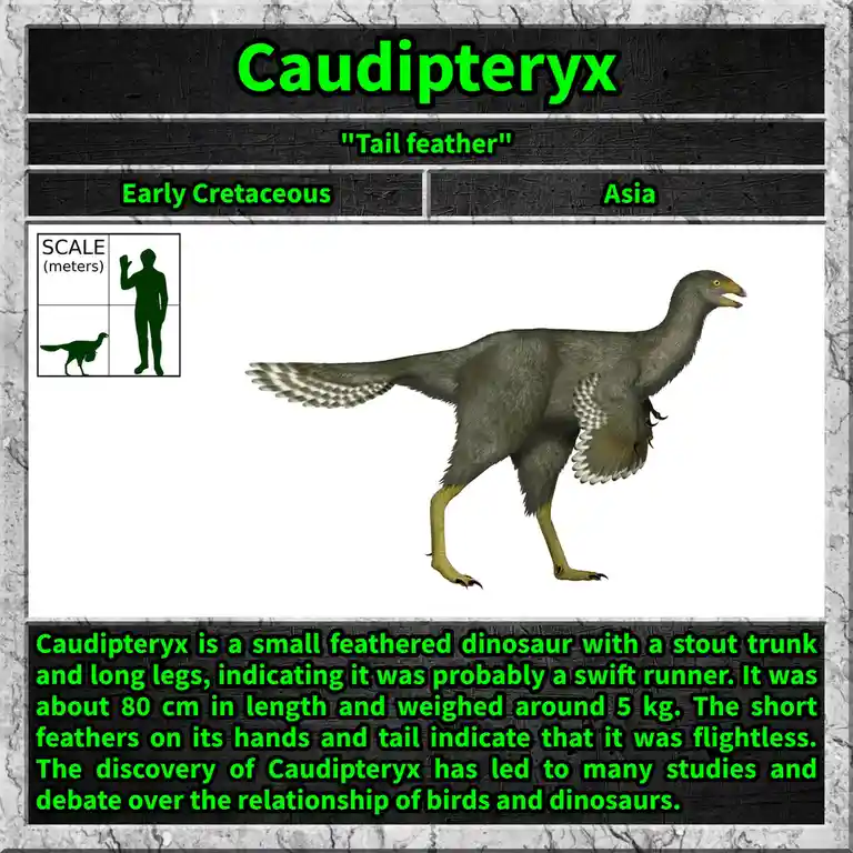 Meet Caudipteryx: The Feathered Dinosaur