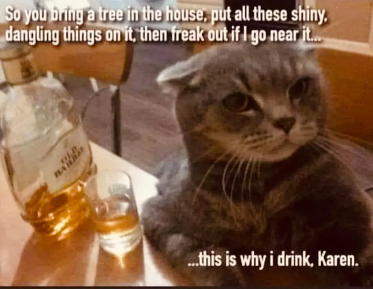 The Struggles of a Poor Kitty