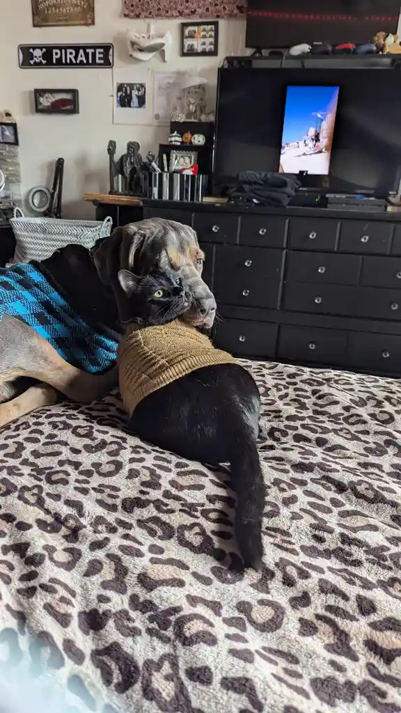 A black cat wearing a tan sweater is nestled against a large dog wearing a blue and black plaid sweater, both resting on a…