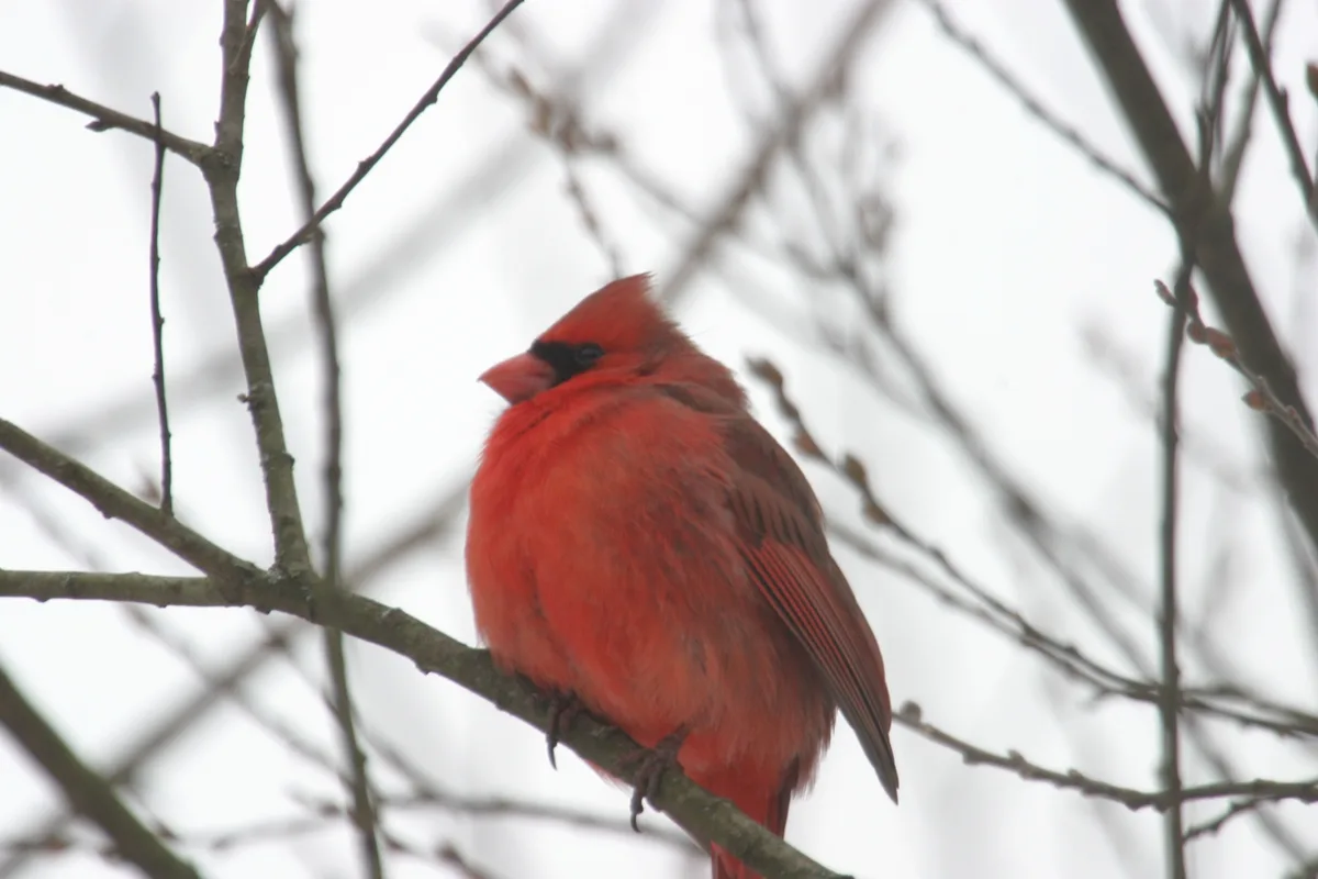A bright red male cardinal perched on a bare tree branch against a white, snowy background, with its feathers fluffed up for…