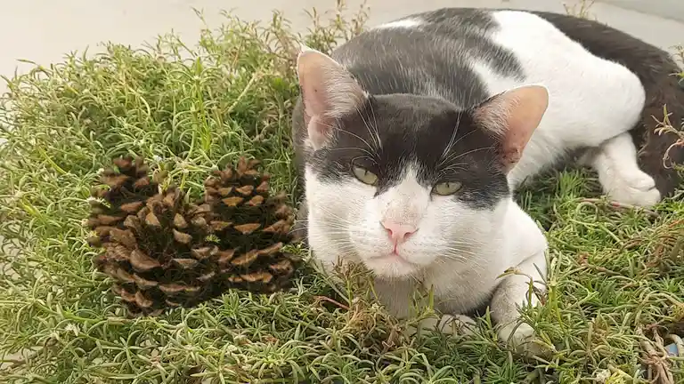 Furriosa is rallying behind Team Pinecone!